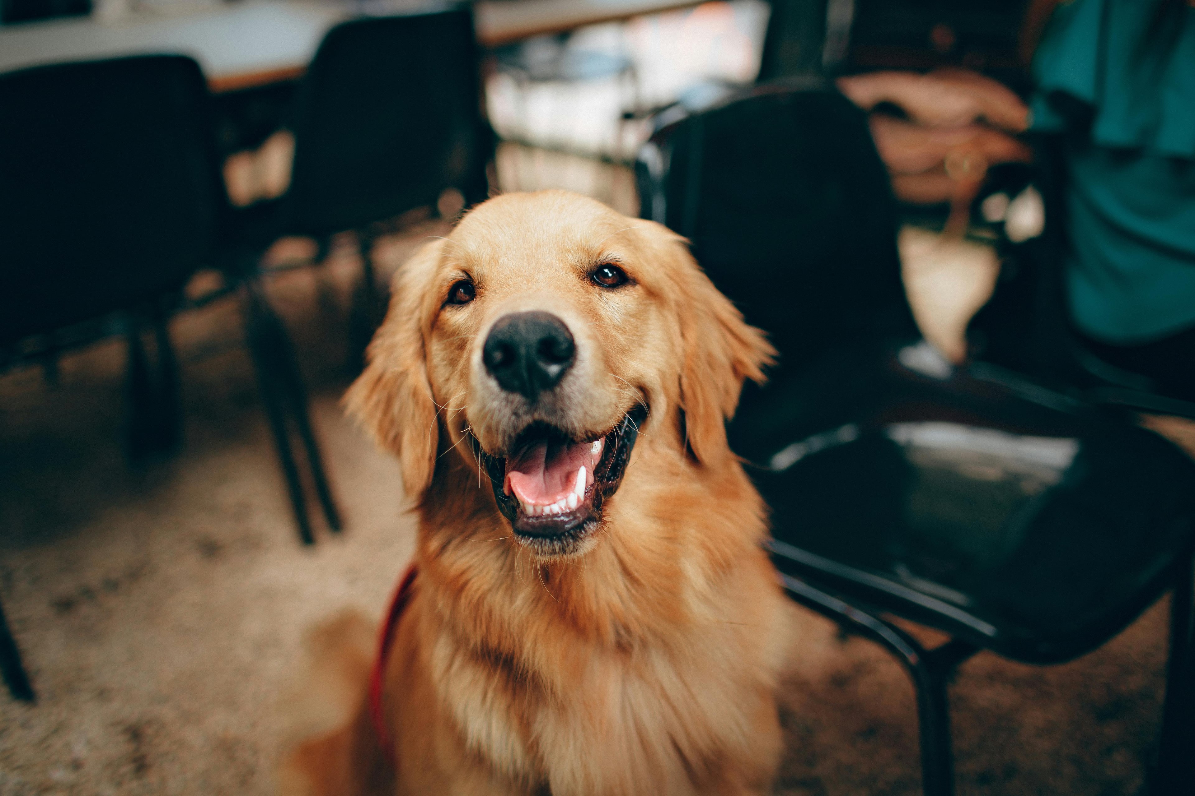 Un chien heureux courant dans un champ